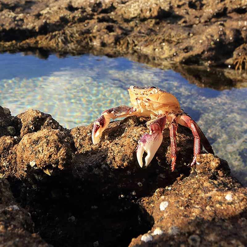 TREASURE ON DOLLAR COVE