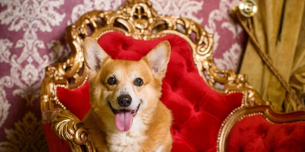 Corgi on a sofa.jpg