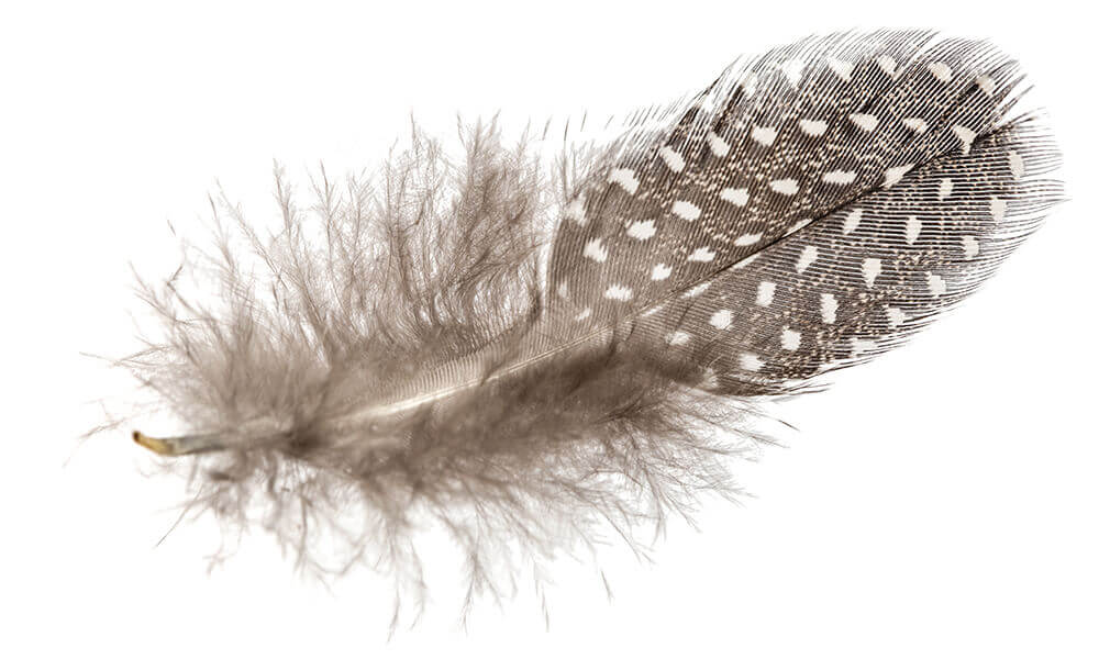 Speckled feather.jpg