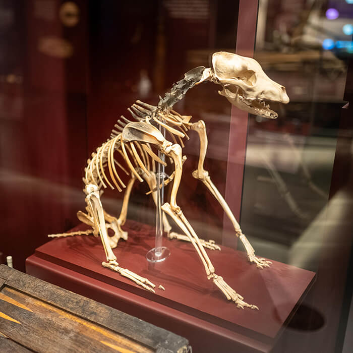 Skeleton of a dog in a Museum case